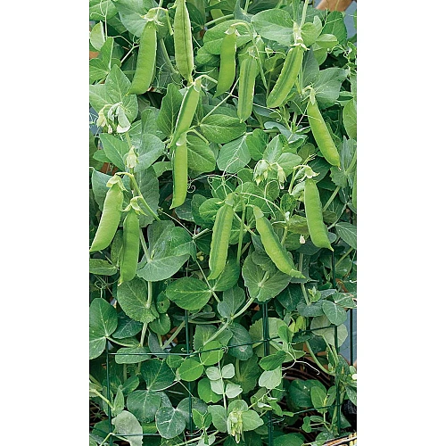 Семена Горох Дачный овощной 8гр (Марс) Б/П